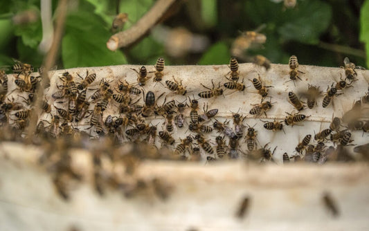 Can bees sense fear? Fact vs Fiction Beezzit