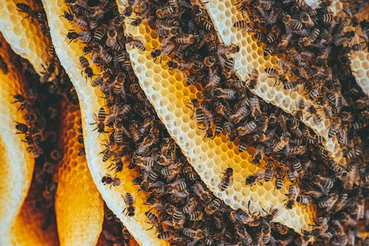 Bee Nest Types: The Surprising Places Bees Build Their Homes Beezzit