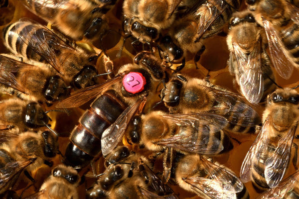 How many eggs does a queen bee lay per day?