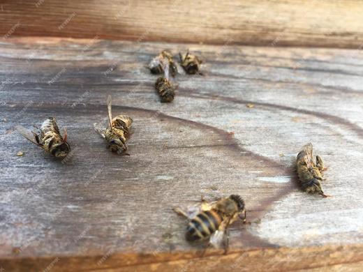 Dead Bees in House? Discover why it happens and how to help Beezzit