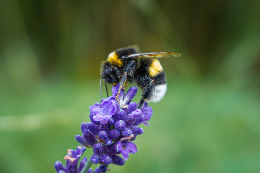 What do bumblebees symbolize? A closer look at their symbolic meaning Beezzit