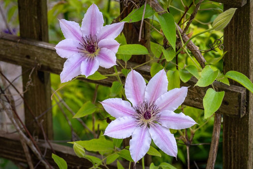 How to Grow Bees Jubilee Clematis: 8 Essential Tips for Beautiful Blooms Beezzit