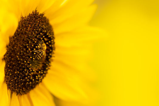 The Surprising Truth Behind Sunflowers and Bees Beezzit