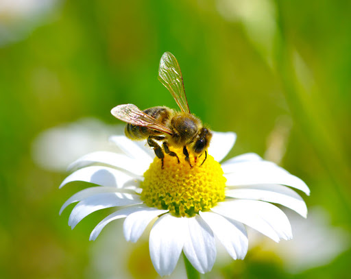 Are Bees Omnivores? Surprising Fact About Bees You’ll Never Believe