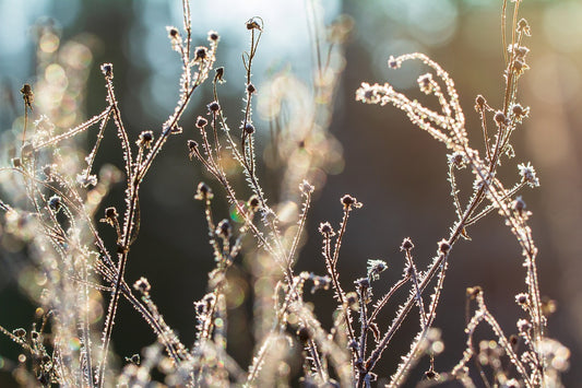 How to Look After Your Baby Bees During Winter Beezzit